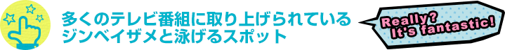 多くのテレビ番組に取り上げられているジンベイザメと泳げるスポット Really? It's fantastic!